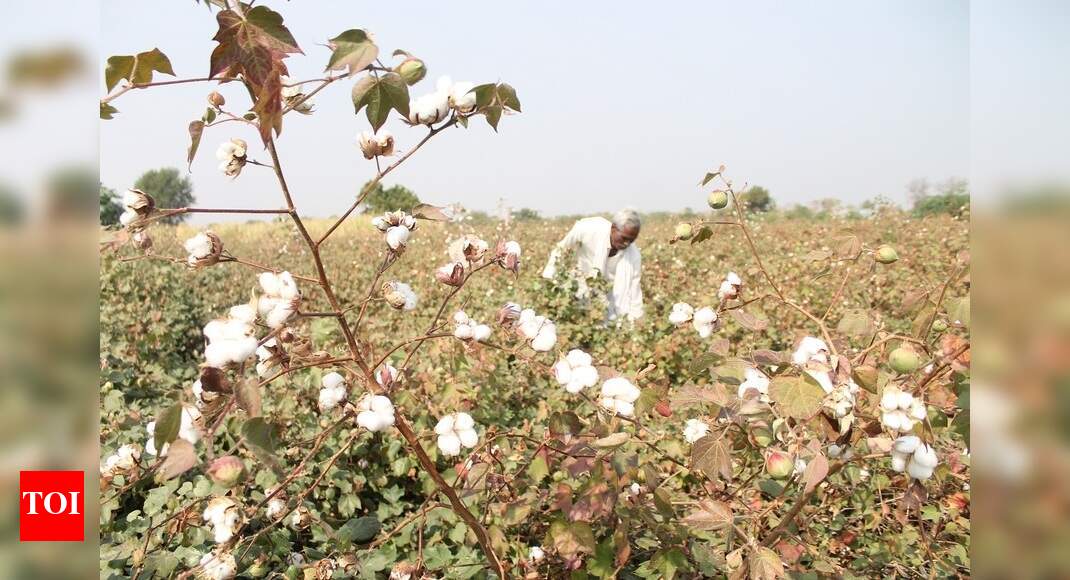 Maharashtra cotton farmers defy govt, plant ‘seeds of hope’ in fields