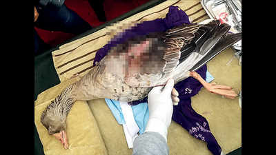 Birds bear brunt of manjha in Jaipur, many won’t fly again