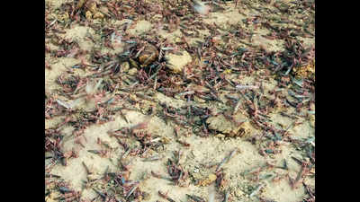 Over 6,647 anti-locust operations conducted in Rajasthan, Gujarat districts