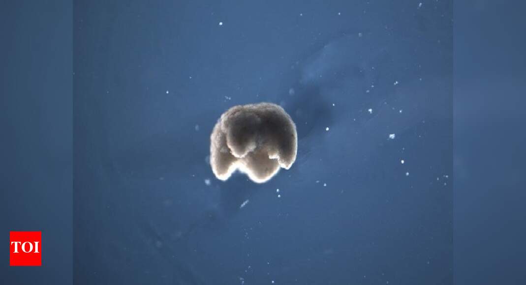 US scientists create first-ever &lsquo;living robots&rsquo;