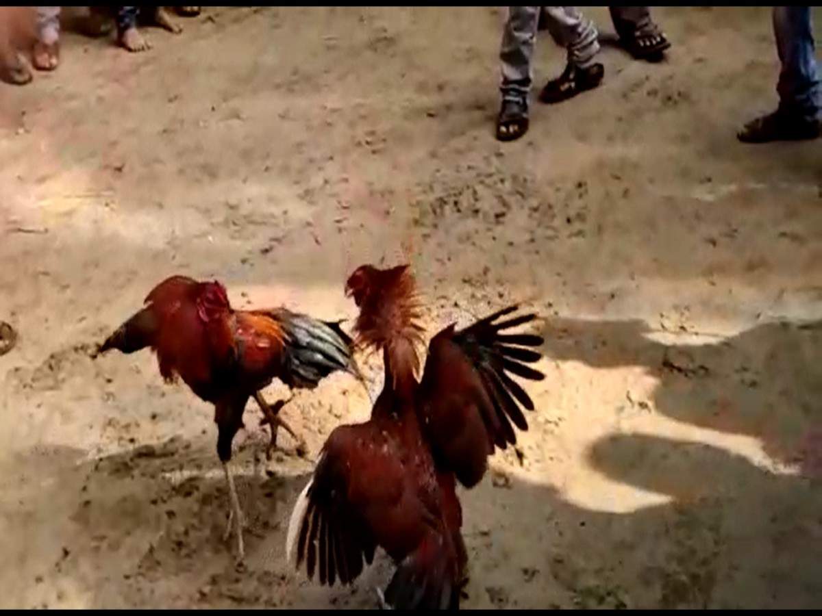 Watch: Cockfight organised on eve of Makar Sankranti in AP’s Singarayapalem  village