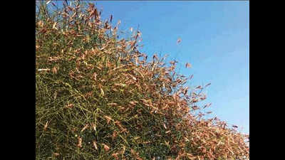 Locust attack in Rajasthan, Punjab farmers on alert