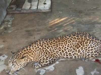 Hyderabad: Leopard severely injured after falling into boar trap