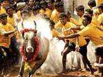 Best pictures from traditional bull-taming sport Jallikattu
