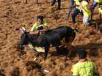 Best pictures from traditional bull-taming sport Jallikattu
