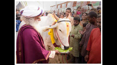 Native cattle breeds on display at Isha Yoga Center