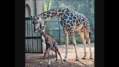 Kolkata: Meet giraffes, zebras at Eco Park next year