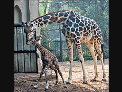 Kolkata: Meet giraffes, zebras at Eco Park next year | Kolkata News - Times  of India