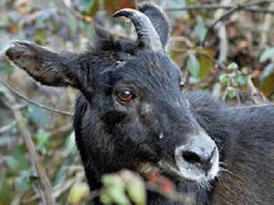 Himalayan serow born in Assam zoo after 'breeding loan' | Guwahati News ...