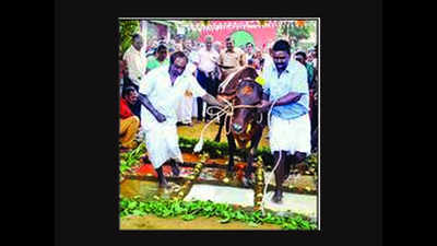 Coimbatore: Decked up cows, native games are part of Mattu Pongal festival