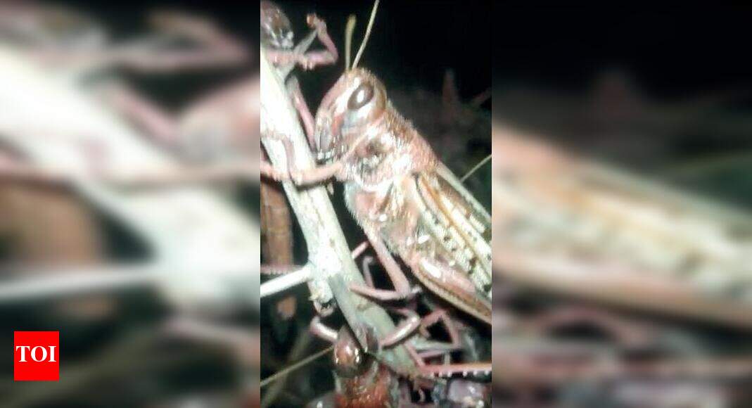 Locust terror revisits 3 villages in north Gujarat | Rajkot News ...