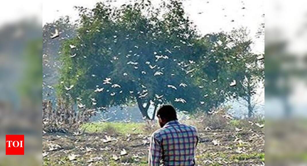 Rajasthan: 3.6L hectares hit in worst locust attack