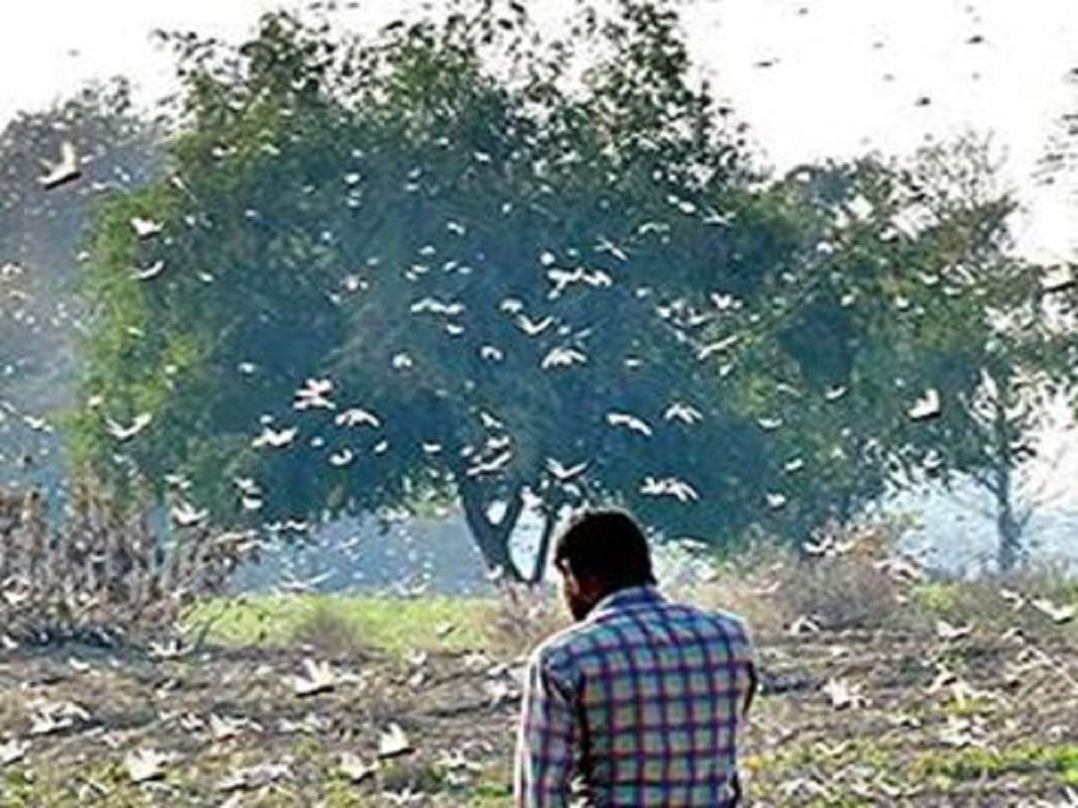 3 6 Lakh Hectares Hit In Rajasthan S Worst Locust Attack In 60 Years India News Times Of India