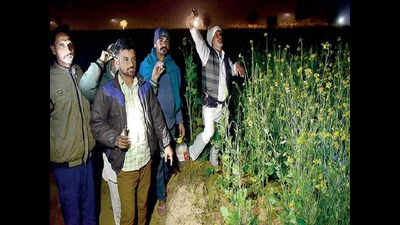 How flying ‘terrorists’ have taken western Rajasthan hostage
