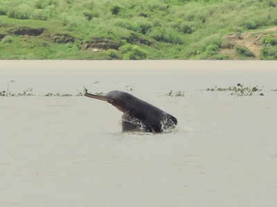 Increased river traffic, illegal fishing pose grave threat to Gangetic dolphins