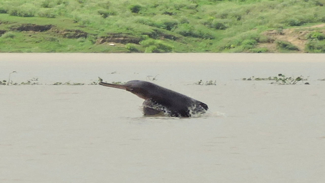 Blind dolphins in Ganga waterway