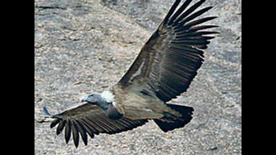Karnataka's Ramanagara to host south India's second vulture breeding centre