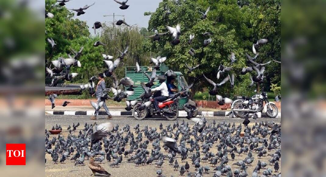 Pigeon poop proves fatal, blamed for lung failure in two women