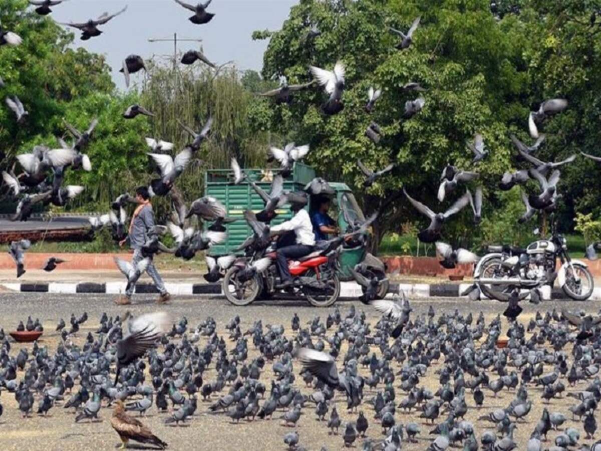 Pigeon poop blamed for lung failure in two women | India News - Times of India