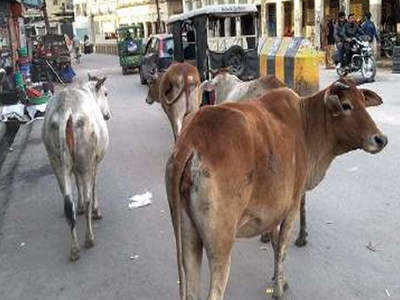 Not bullish! India plans to fix its cattle sex ratio