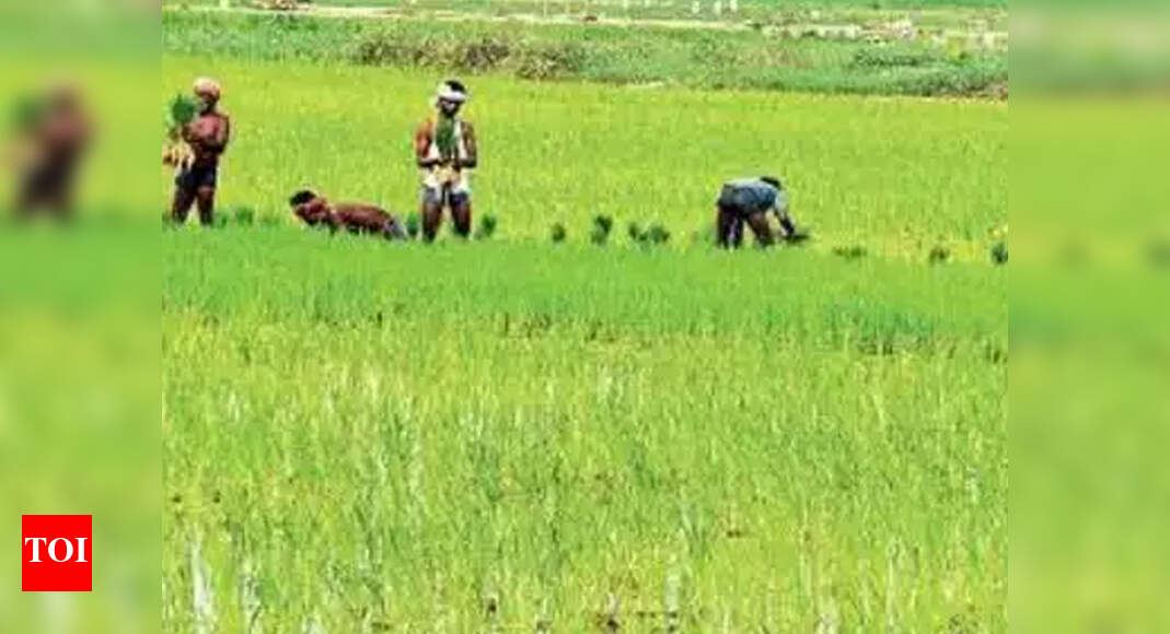 Paddy procurement hits new high in Telangana | Hyderabad News - Times ...