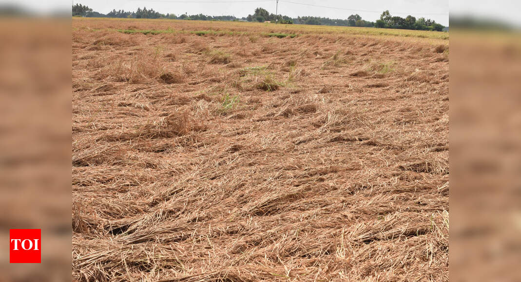 Tamil Nadu: Rain spoils bumper harvest in delta districts | Trichy News ...