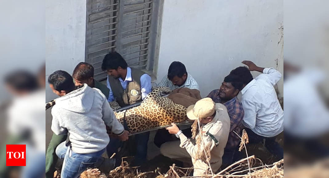 Leopard on roof of building near Hyderabad tranquilised, captured ...