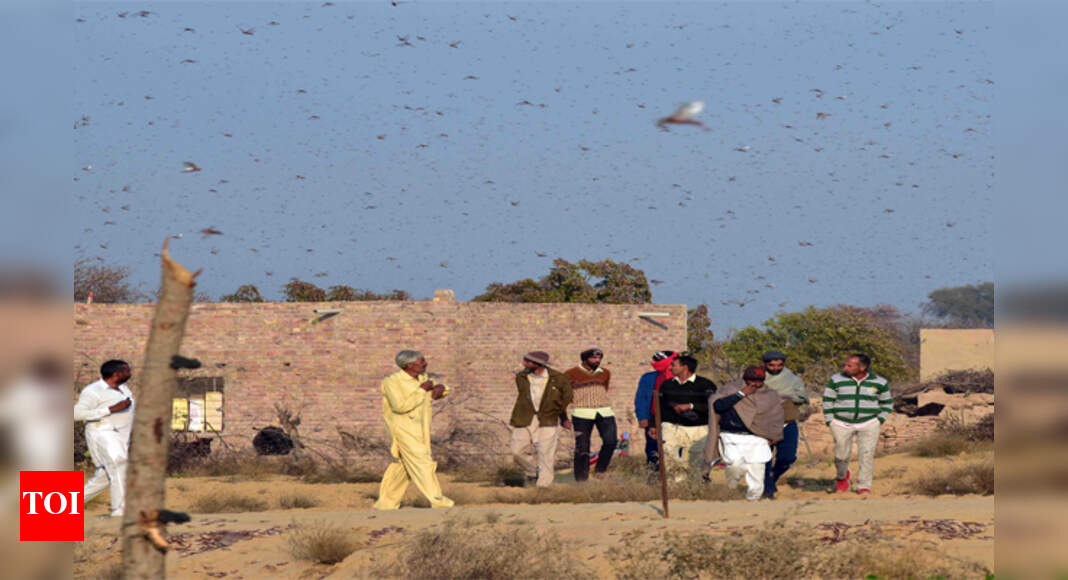 The flying squad decimating Rajasthan crops