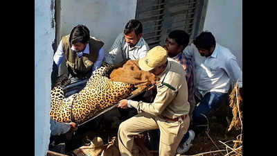 Telangana: Leopard takes nap at Shadnagar house, tranquillized and sent to zoo