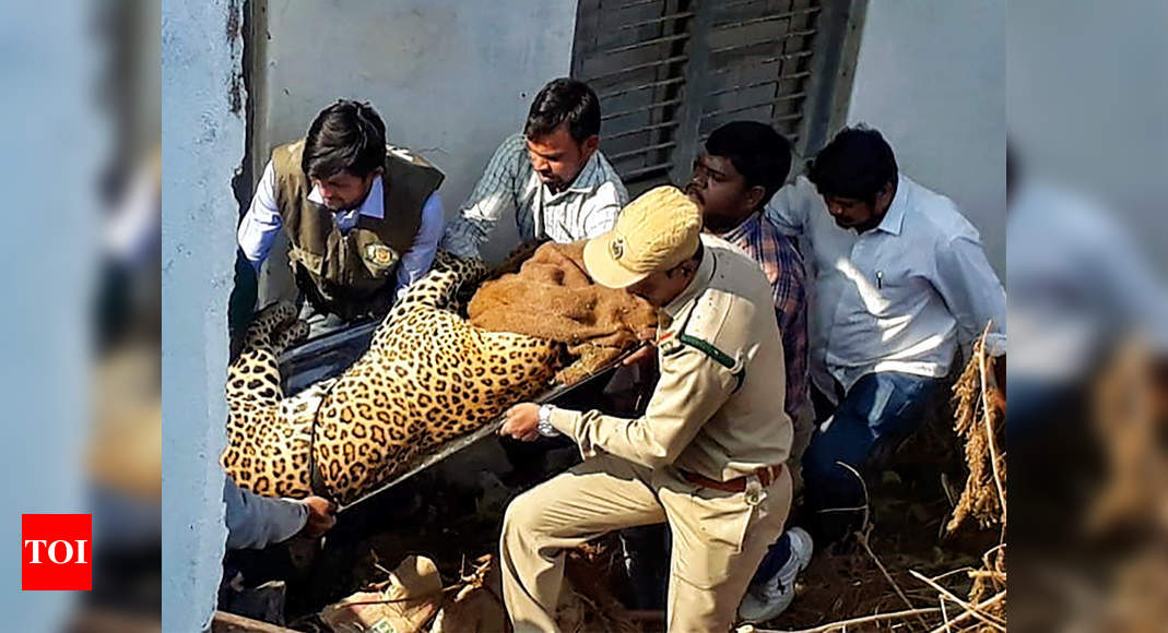 Telangana: Leopard takes nap at Shadnagar house, tranquillized and sent ...