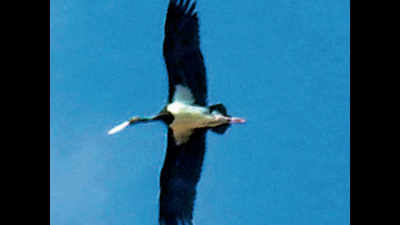 Black stork from Europe spotted near Trichy lake