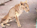 African lions pictures