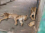 African lions pictures