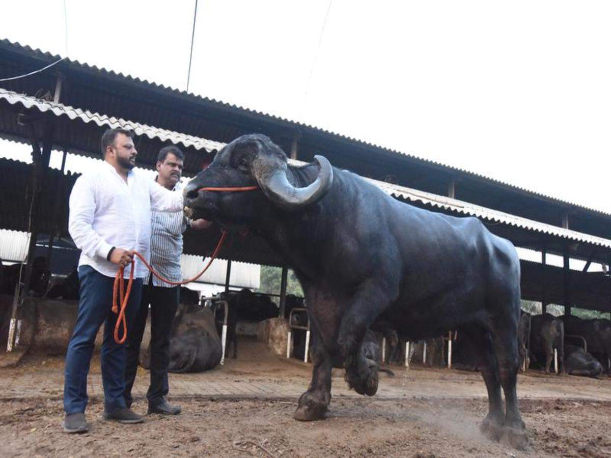 Opmuntring Forord Scene Shinde brothers stand out from the herd in buffalo farming | Pune News -  Times of India