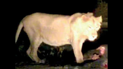 Chotila to soon become permanent habitat of Gir lions