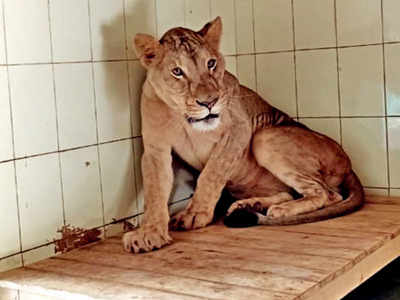 New-in-town Lions Warming Up To Bhopal | Bhopal News - Times Of India