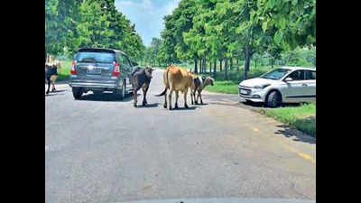 Panchkula: Owners to pay for dairy cattle roaming on roads