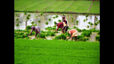 Karnal: 5,000 farmers await insurance claims of losses in 2018