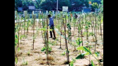 Chennai: Kottur ‘forest’ to give 200 tonnes of O2