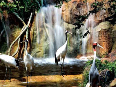 Mumbai: With new flock of birds, number of visitors at aviary soars | Mumbai  News - Times of India