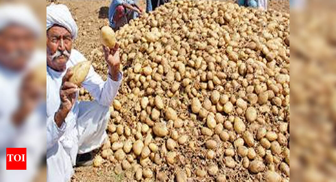 India processes only 6% of its potato produce: Experts | Ahmedabad News