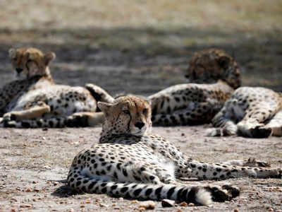 Supreme Court nod for cheetah’s return to India’s wild