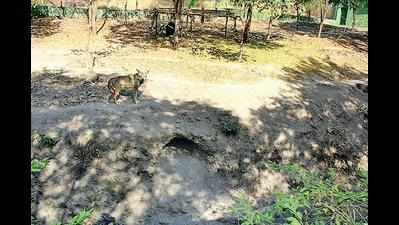 4 wolf pups born in Rajkot zoo