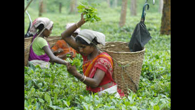 'Tea cultivation at cost of forests a concern in northeast'