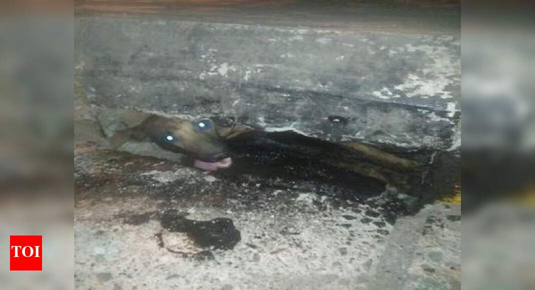 Maharashtra Dog stuck in tar rescued by firemen in Kharghar Navi