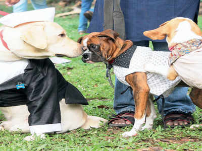 Good news for pet parents: North India’s first dog park to come up in Chandigarh