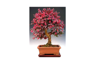 Bonsai Tree A Fascinating Sculptural Plant For Your Garden Most Searched Products Times Of India