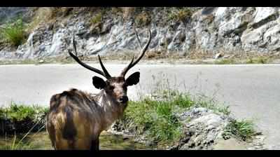 One dies, another gored by swamp deer, forest dept disagrees, says shy animal can’t attack