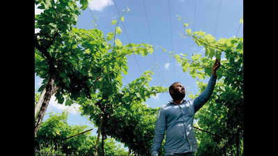 Onion, grape farmers at odds in Nashik