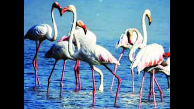Flamingos justify wetland status for Jayakwadi